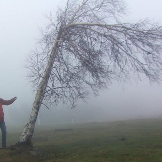 Sven Plöger steht neben einem Baum, der vom Wind gebogen wird. (Foto: SWR – Screenshot aus der Sendung)