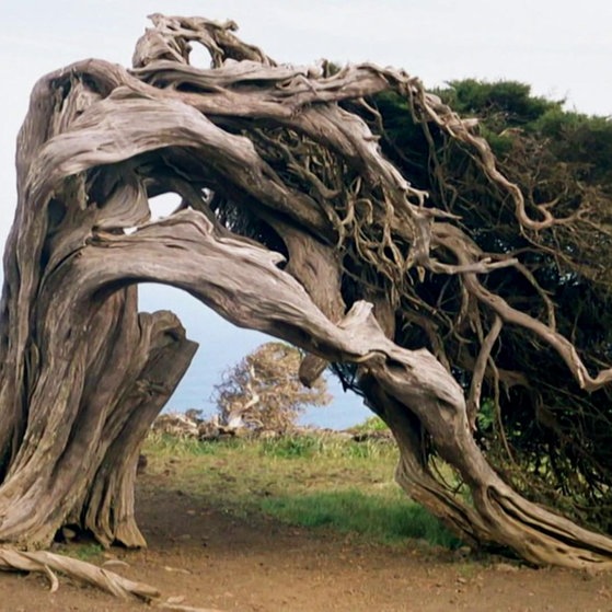 Seitwärts gebeugter Nadelbaum, der mit der Krone den Boden berührt.