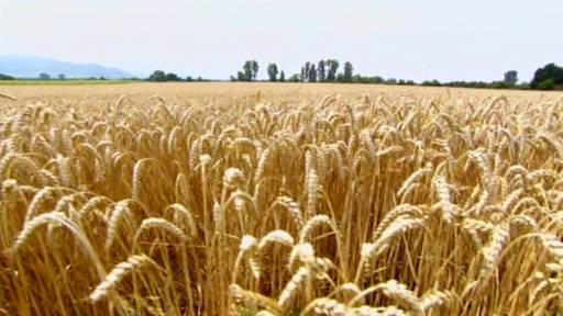 Weizenfeld mit reifem Getreide. (Foto: SWR – Screenshot aus der Sendung)