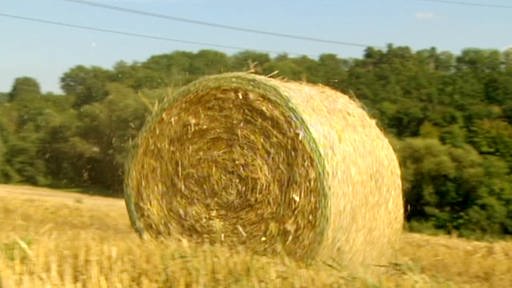 Runder Strohballen auf einem abgeernteten Weizenfeld. (Foto: SWR – Screenshot aus der Sendung)
