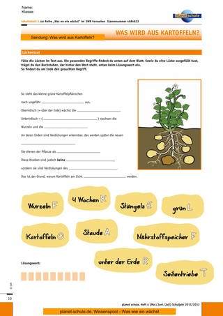Arbeitsblatt 5: Lückentext zur Kartoffelpflanze (Foto: )