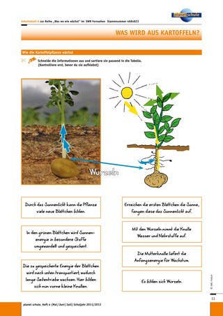 Arbeitsblatt 6: Wie die Kartoffelpflanze wächst (Foto: )