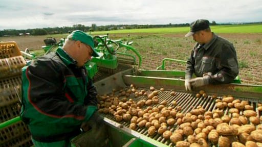 Zwei Männer sortieren Kartoffeln. (Foto: SWR – Screenshot aus der Sendung)