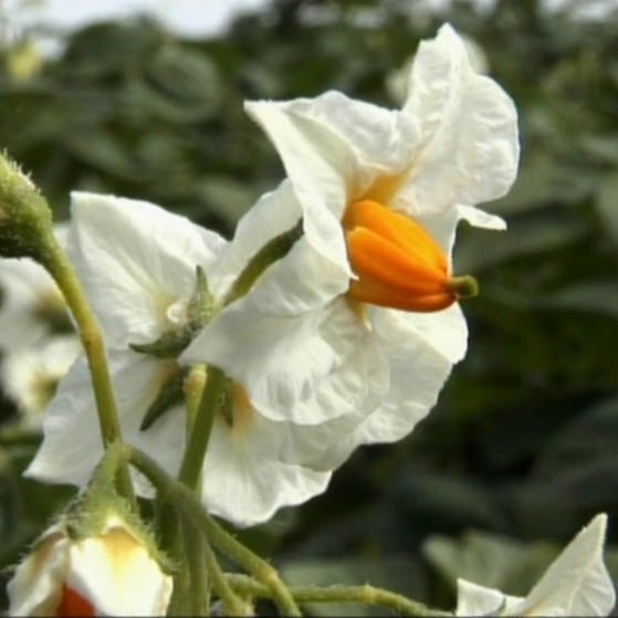 Blüte einer Kartoffelpflanze. (Foto: SWR – Screenshot aus der Sendung)