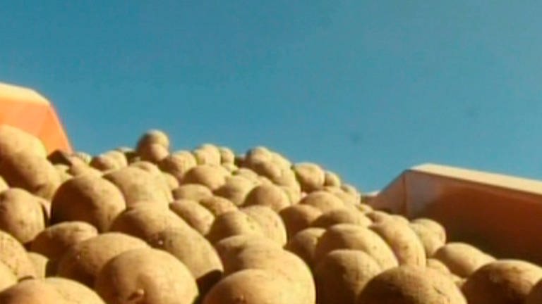 Kartoffeln auf einem Laufband (Foto: SWR – Screenshot aus der Sendung)