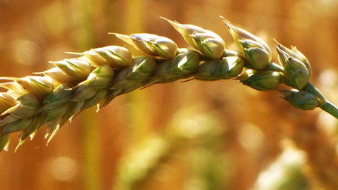 Bannerbild