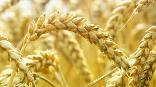 Nahaufnahme von trockenen, goldgelben Weizenähren.