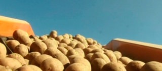 Kartoffeln auf einem Laufband