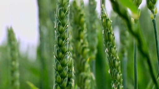 Nahaufnahme von grünem Weizen.