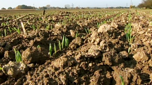 Schmale grüne Blätter auf einem Acker.
