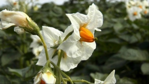 Blüte einer Kartoffelpflanze.