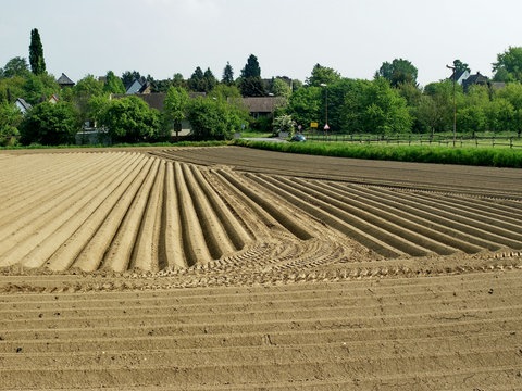 Erde zu geraden Reihen aufgehäufelt.