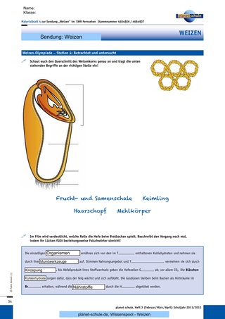 Materialblatt 4: Station 4: Das Weizenkorn