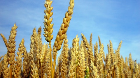 Weizenähren vor blauem Himmel.