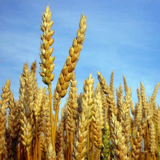 Weizenähren vor blauem Himmel.