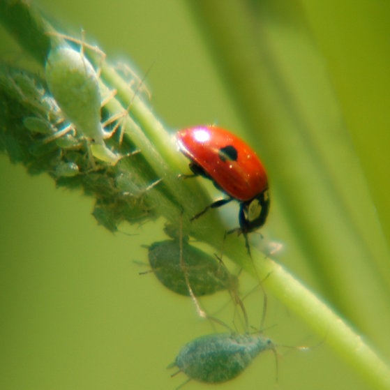 Marienkäfer und Blattläuse an einem Halm.