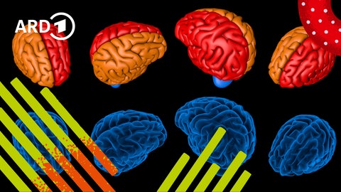 Illustration: Viele buntgefärbte Gehirne nebeneinander.