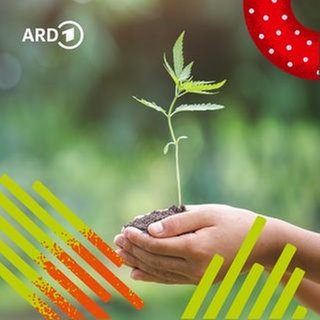 Ein Mensch hält ein Pflänzchen mit Erde in den Händen.