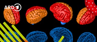 Illustration: Viele buntgefärbte Gehirne nebeneinander.