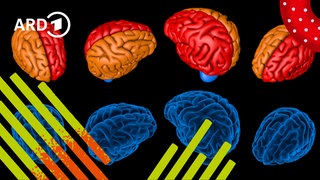 Illustration: Viele buntgefärbte Gehirne nebeneinander.