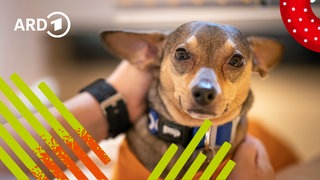 Ein Hund wird von einer Person gestreichelt