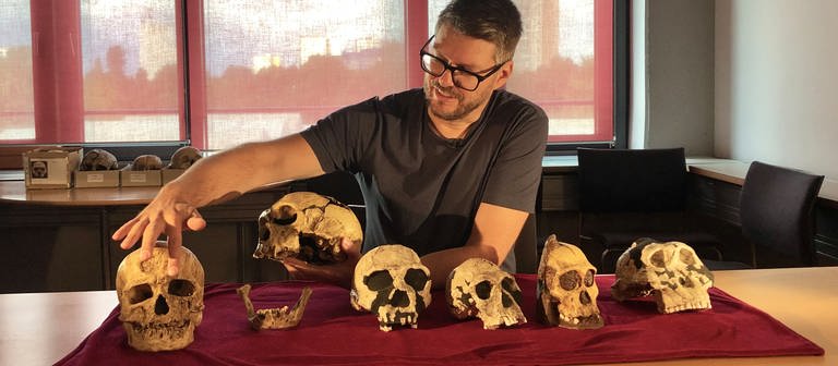 Der Wissenschaftler Philipp Gunz sitzt hinter einem Tisch auf dem sechs Schädel verschiedener Frühmenschenarten in einer Reihe angeordnet sind (Foto: Dirk Neumann, SWR)