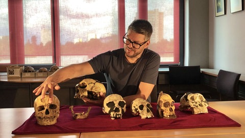 Der Wissenschaftler Philipp Gunz sitzt hinter einem Tisch auf dem sechs Schädel verschiedener Frühmenschenarten in einer Reihe angeordnet sind