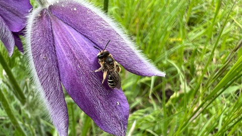 Eine Biene sitzt auf einer lila Blüte. Die Blüte hat ganz feine weiße Härchen. Im Hintergrund ist Wiese. Die Artenvielfalt von Pflanzen und Tieren ist bedroht. Forscher versuchen die Arten zu schützen.
