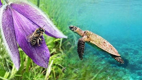 Links sitzt eine Biene auf einer lila Blüte. Die Blüte hat ganz feine weiße Härchen. Im Hintergrund ist Wiese. Rechts eine Meeresschildkröte im Wasser. Die Artenvielfalt von Pflanzen und Tieren ist bedroht. Forscher versuchen die Arten zu schützen.