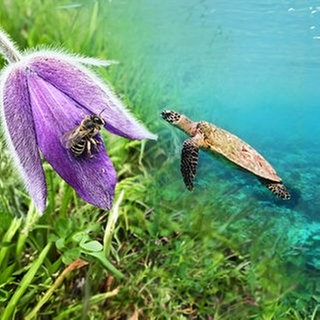 Links sitzt eine Biene auf einer lila Blüte. Die Blüte hat ganz feine weiße Härchen. Im Hintergrund ist Wiese. Rechts eine Meeresschildkröte im Wasser. Die Artenvielfalt von Pflanzen und Tieren ist bedroht. Forscher versuchen die Arten zu schützen.