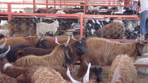 Öffentlicher Opferplatz in ŞeyhMusa