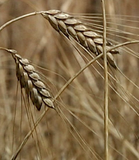 Eine Getreideähre (Foto: SWR – Screenshot aus der Sendung)
