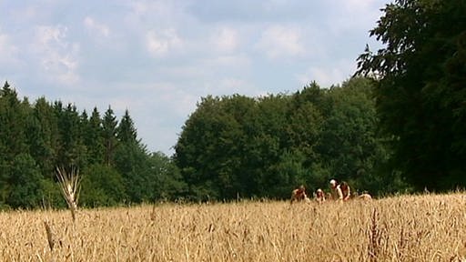 Getreidefeld (Foto: SWR – Screenshot aus der Sendung)