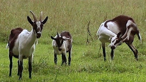Ziegen auf Wiese.