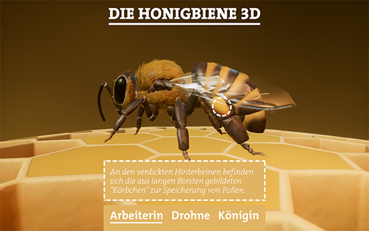 Die Honigbiene in 3D