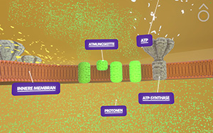 Atmungskette im Detailmodus des Mitochondriums