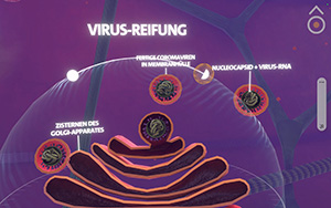 Reife Viren kurz vor Verlassen der Zelle