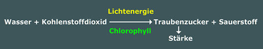Vereinfachte Formel der Fotosynthese