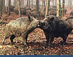 Wildschweine