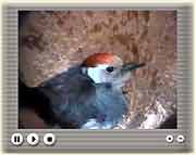 Webcambild: Fritz bei der Brut