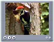 Der Webcam entgeht nichts: Der Eingang der Spechth&ouml;hle