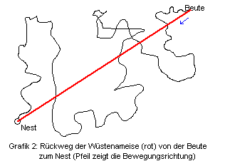 Der Rückweg führt geradewegs zum Nest