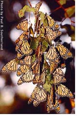 Überwinternde Monarchfalter