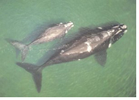 Kaperwale - hier ein Weibchen mit Jungtier