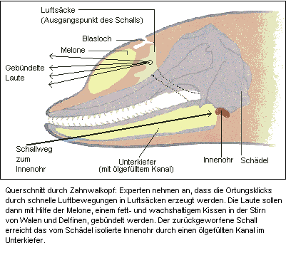 Querschnitt durch Zahnwalkopf