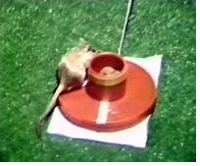 Mausversuch Verfrachtung.