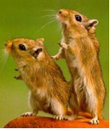 Meriones unguiculatus - Rennmäuse 