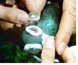 Durch die getrübten Haftschalen vermag die Brieftaube noch Horizont und Sonnenstand ungefähr zu bestimmen, Einzelheiten wie Häuser und Bäume kann sie nicht mehr erkennen.