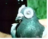 Video: Versuch zur Bedeutung des Sehvermögens bei der Orientierung von Brieftauben