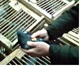 Taube der Kontrollgruppe mit Metallplättchen